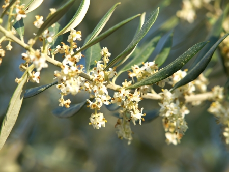 olive tree flowers in the springの写真素材
