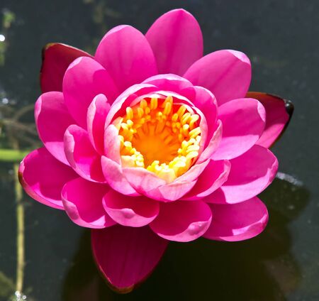 water lilly in the lakeの写真素材