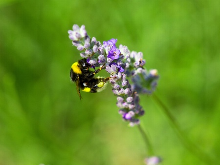 bumble bee on the lavander flowerの写真素材