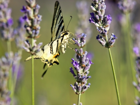 butterfly dovetail collecting pollen from lavender flowerの写真素材