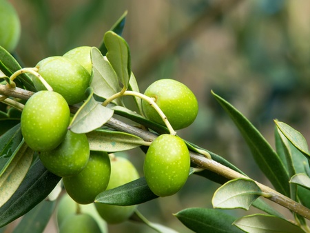 branch with olives on olive treeの写真素材