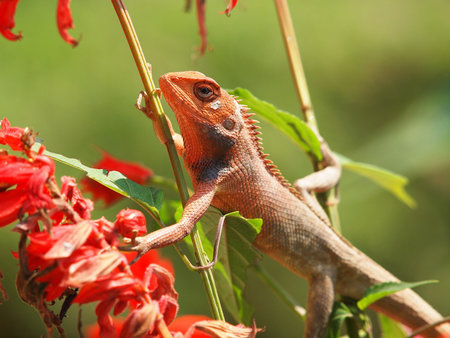 orange lizard sitting on flower in the natural habitat  close-up photos        