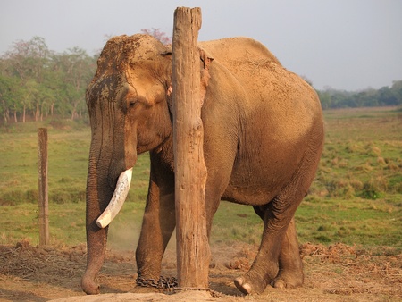 elephant with legs in a chains       の写真素材