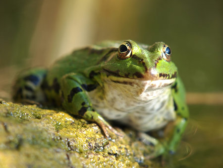 eyes of a green froog       