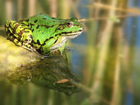frog   の写真素材