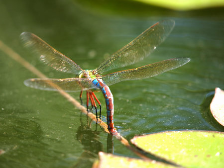  dragonfly floating on the water surface     