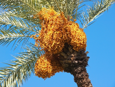 Bunch of colourful dates on the palm treeの写真素材