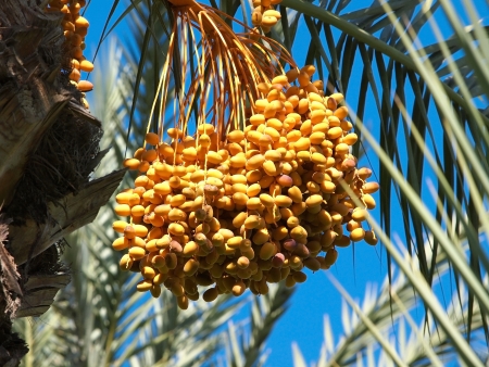 Bunch of colourful dates on the palm treeの写真素材