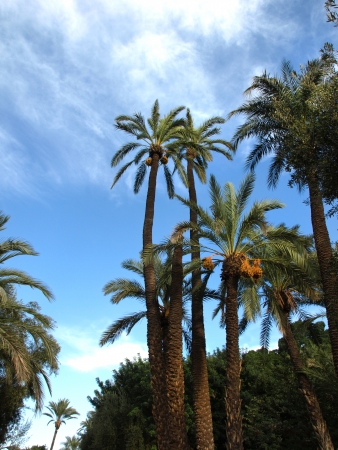 date fruit on palm tree on a blue skyの写真素材