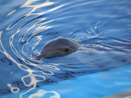 dolphin swiming in the  pool       の写真素材