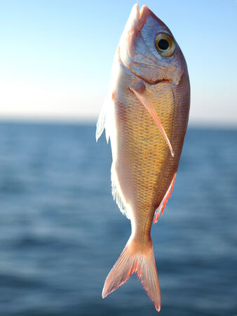 gold fish on the hook        の写真素材