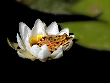 frog sleeping in the waterlily     