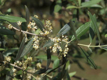 Olive tree blossom in the spring         の写真素材