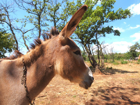 cute and funny donkey on the farm            