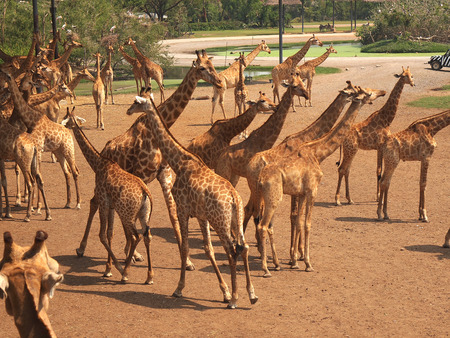 giraffes standing in the zoo parkの写真素材