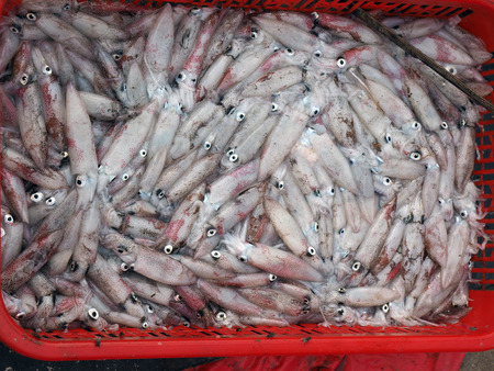 raw squid background on Asian fish marketの写真素材