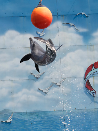 Trained Dolphin jumping and  playing with a ballの写真素材