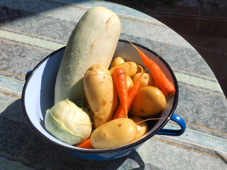 fresh picked vegetables in metal bucketの写真素材