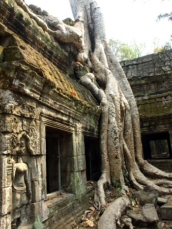 Tree has completely consumed the ancient temple of Ta Prohm in the ancient town of Angkor Cambodia.の写真素材