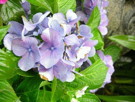 Flower glooming season