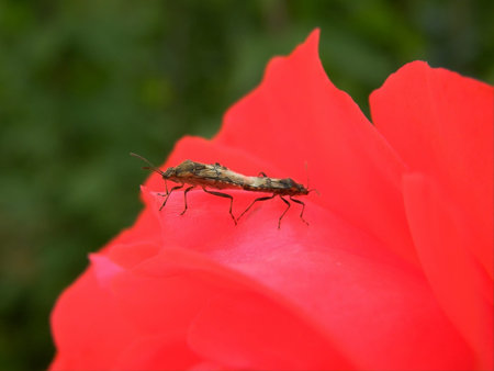 Close up view of insects on a red flower petal