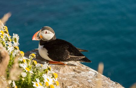 Cute common puffin birdの写真素材