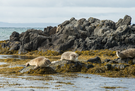 Sunbathing seals on coast of Icelandの写真素材