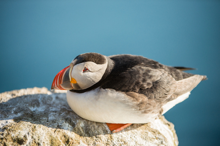 Cute common puffin bird in Icelandの写真素材