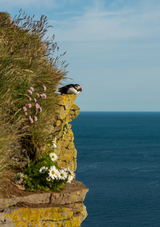 Cute common puffin bird in Icelandの写真素材