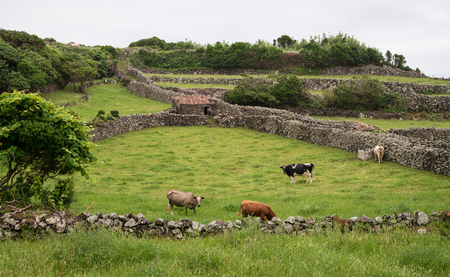 Scenic green landscape of Azorean islandの写真素材