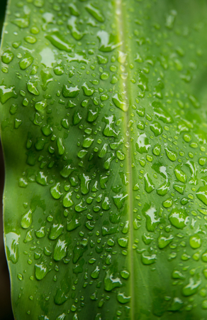 Closeup of rain drop on greaf leaf in natureの写真素材