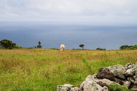 Scenic green landscape with cow on Azorean islandの写真素材