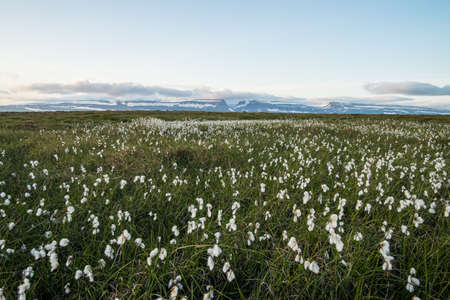 Scenic green leandscape on a meadow in Icelandの写真素材