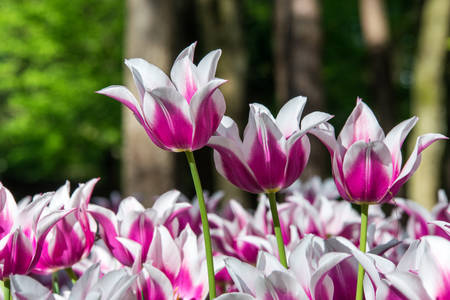 Beautiful blooming purple tulips in parkの写真素材