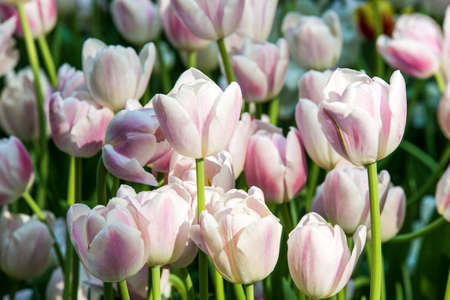 Beautiful blooming white tulips in parkの写真素材