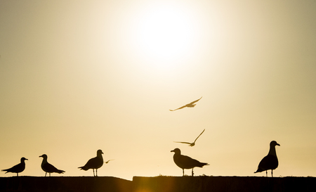 Closeup of beautiful seagull in coast city of Essaouira in Moroccoの写真素材