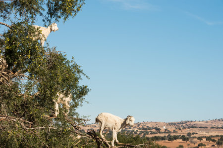 Climbing goats on argan trees in Moroccoの写真素材