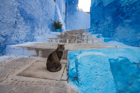 Scenic blue street passage in famous city of Chafchaouen, Moroccoの写真素材