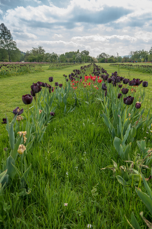 Fresh and colorful tulips in nature park in Slovenia during spring timeの写真素材