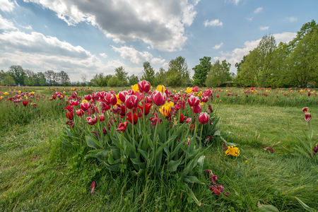 Fresh and colorful tulips in nature park in Slovenia during spring timeの写真素材