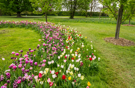 Fresh and colorful tulips in nature park in Slovenia during springtimeの写真素材