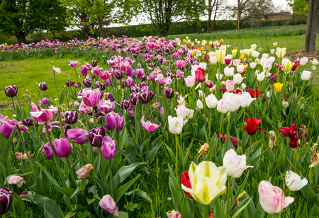 Fresh and colorful tulips in nature park in Slovenia during springtimeの写真素材