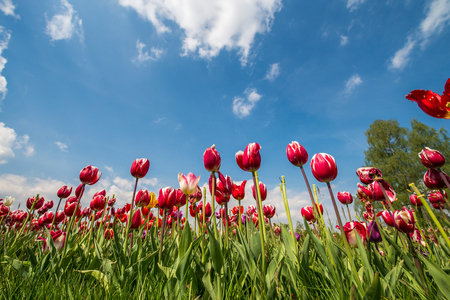 Fresh and colorful tulips in nature park in Slovenia during springtimeの写真素材