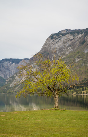 Scenic Bohinj lake and its green surroundings during spring timeの写真素材