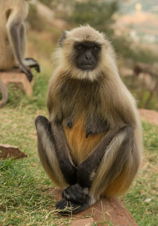 Closeup of cute monkey in nature environment in Rajasthan, Indiaの写真素材