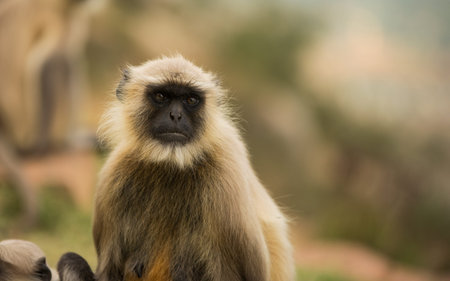 Closeup of cute monkey in nature environment in Rajasthan, Indiaの写真素材