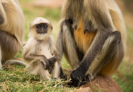 Closeup of cute monkey in nature environment in Rajasthan, Indiaの写真素材
