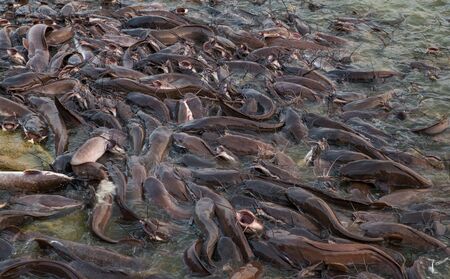 Closeup of feeding catfish in natural environmentの写真素材