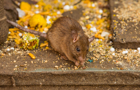 Feeding rats in Karni Mata temple near Bikaner in Rajasthan, Indiaの写真素材