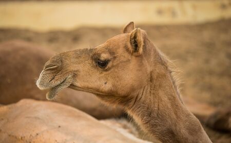 Closeup of camel in camel research institute in Bikaner, Rajasthan Indiaの写真素材